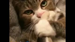 🐱 Котик говорит по рации - немного юмора 😂 (415 вызывает базу) 🐱 Котик говорит по рации - немного юмора 😂 (415 вызывает базу)