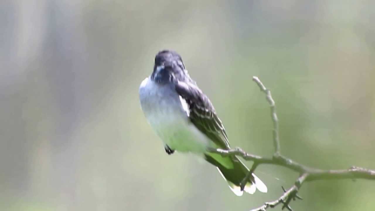 Eastern Kingbird - Tyrannus tyrannus -  tyrant flycatcher -- Aves migratorias Colombia