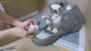 The short-legged mother cat gave birth to 4 short-legged kittens like her - the end.