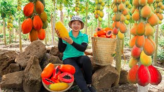 Harvesting Papaya Fruit to the Market to Sell   Preparing dinner ! Lucia's daily life