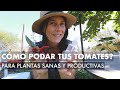 Para tener los mejores Tomates! Poda tus Plantas! ¿Porqué y Cómo Podar tus #Tomates?