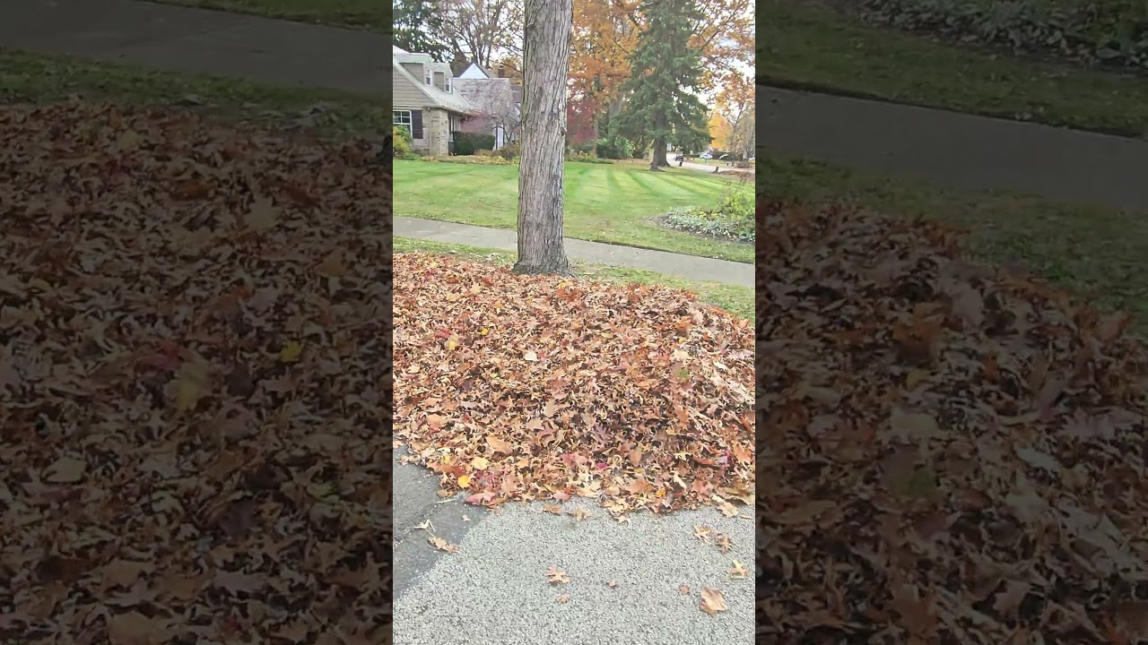 Massive Leaf Cleanup 🍃!!