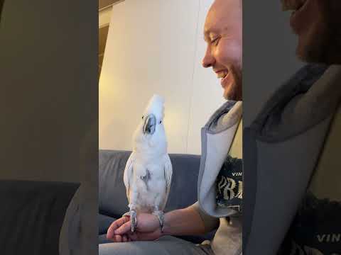 Video: Ovatko papukaijat kyydissä lintuja?