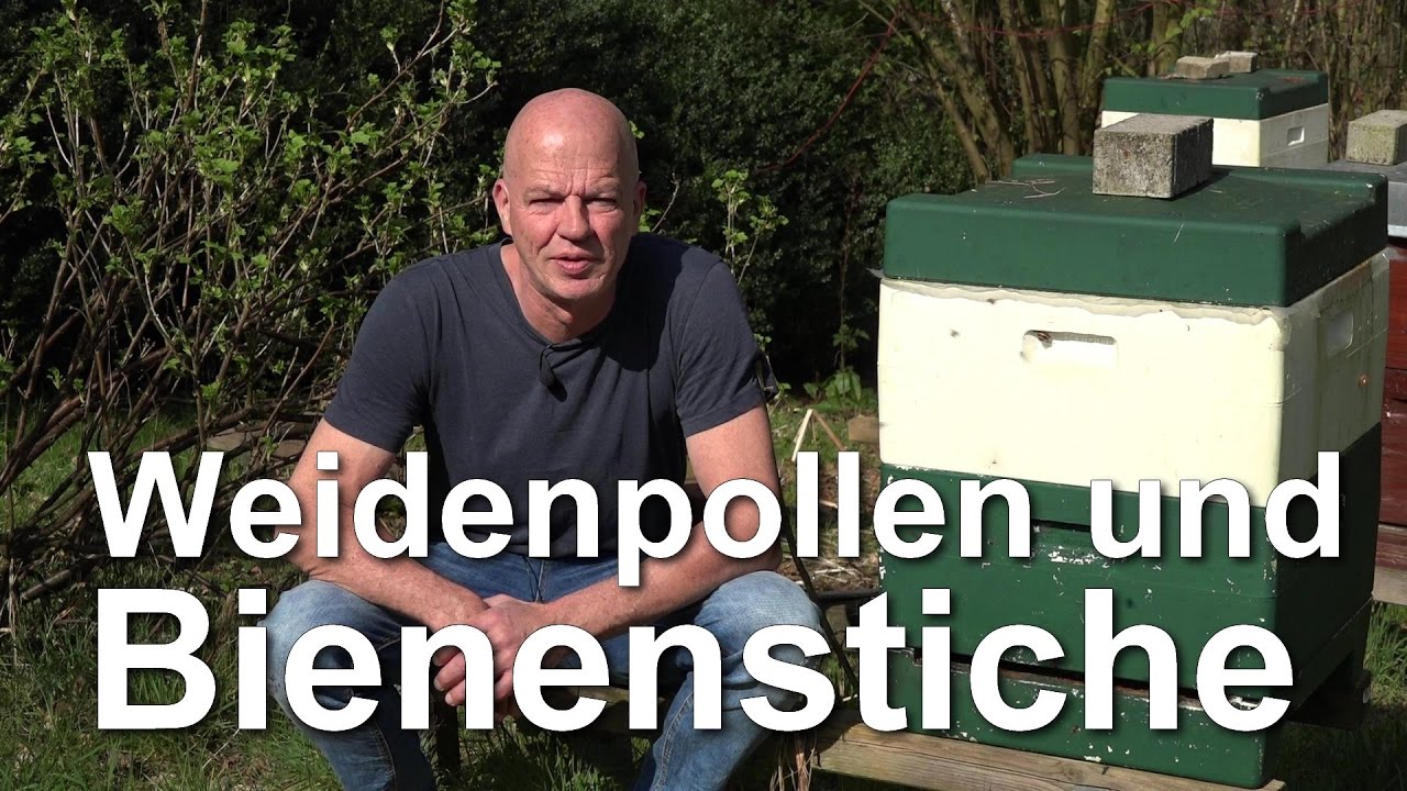 Weidenpollen und Bienenstiche