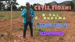 CEVİZ FİDANI 0 YAŞ 2. BUDAMA - LİDER DALA BIRAKMA