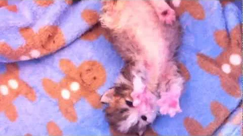 Watch the video about Curly haired Persian Golden & White Kitten Chupa Chups!