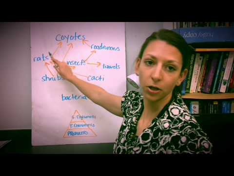 How to draw a food web