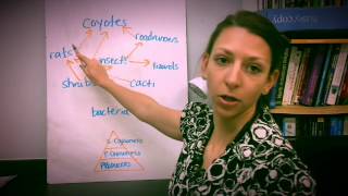 How to draw a food web