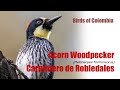 Acorn Woodpecker (Melanerpes formicivorus) Carpintero de Robledales