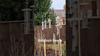 Goldfinch Family #birds #goldfinch #shortsfeed #garden #gardenbirds #shorts