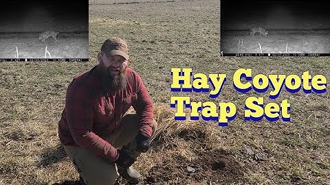 Hay Coyote Trap Set | KOAM Outdoors Trapping