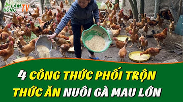 Chia sẻ 4 Công Thức Phối Trộn Thức Ăn Cho Gà Nhanh Lớn | Chế Biến Thức Ăn Cho Gà