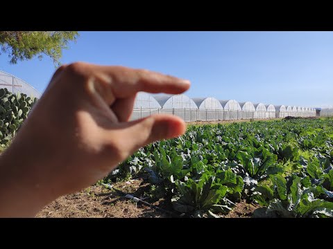 Video: Preparare La Serra Per L'inverno: Consigli Dei Residenti Estivi, Fasi E Altre Sfumature