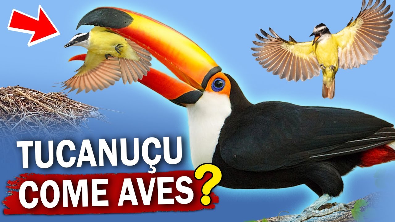 TUCANUÇU um PREDADOR de PÁSSAROS? Qual a função do bico grande dos tucanos? 