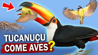 TUCANUÇU um PREDADOR de PÁSSAROS? Qual a função do bico grande dos tucanos? #tucanuçu