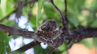 Ant attack baby hummingbird