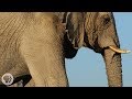 How elephants listenwith their feet  deep look