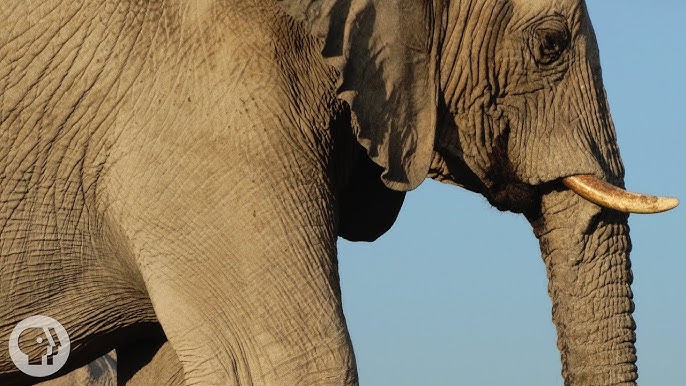 How Elephants Listen...With Their Feet | Deep Look - YouTube