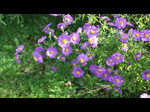 Video: Hoe Asters Voeren? Voedingsregels Na Het Planten In De Volle Grond, Tijdens De Groei, In Juni En Voor Uitbundige Bloei