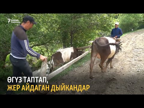 Video: Участок казуу: өсүп кеткен жерди трактор менен кантип казуу керек? Дагы эмне менен жер айдай аласың? Жер айдоо эрежелери