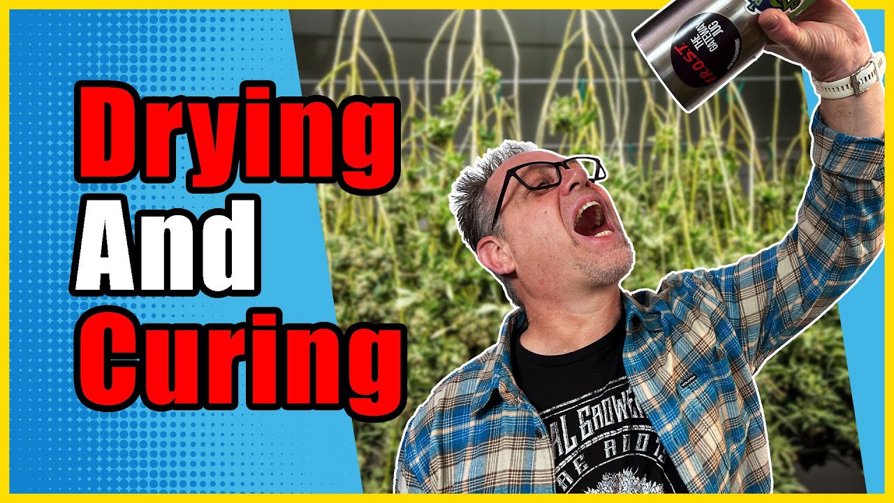 Do THIS After Harvest to Keep Your Cannabis as Tasty and Potent as Possible