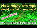 How to remove and prevent algae in your planted aquarium Part⑧Optimal number of shrimp