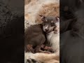 Cute Animals Take Over: Panda, Puppy, Kitten & More! #shorts