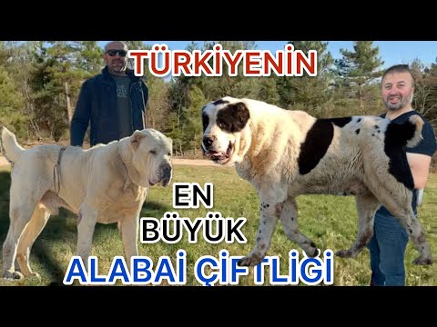 TÜRKİYENİN EN BÜYÜK TÜRKMEN ALABAİ ÇİFTLİĞİ  DEVASA VE KORKUNÇ KÖPEKLER