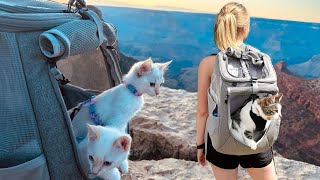 Features of 'The Navigator' | #1 Travel Cat Brand in the WORLD