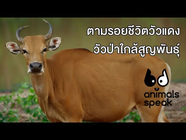ตามรอยชีวิตวัวแดง วัวป่าใกล้สูญพันธุ์ : Animals Speak [by Mahidol]