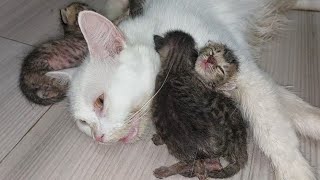 Rescue Kittens Cling To Their Adoptive Mama, Refusing To Let Go 🥺🐱❤️