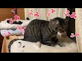 猫が生まれて初めての　肉球でふみふみがマッサージみたいでかわいい(唐草猫ムタさん)