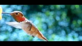 Slow motion Allens Hummingbird male nice fly-in feed and flyoff 600fps V11108 @HummingBirdChannel