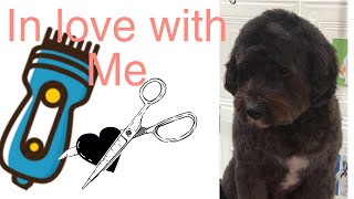 Dog Grooming | winter cut for a Spoodle