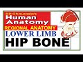 Chp2  hip bone  ilium  ischium  pubis  pelvic girdle  lower limb  bd chaurasia