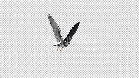 Harpy Eagle - Flying Loop - Side Angle | Motion Graphics - Envato elements