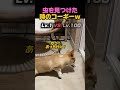 虫に対するコーギーの反応