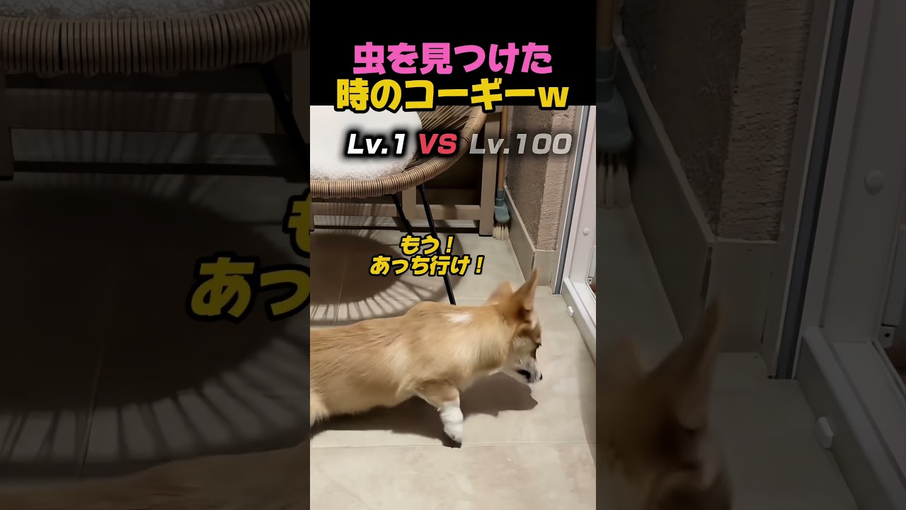 虫に対するコーギーの反応