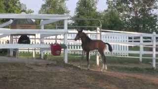 Diamond Tiara Mkf By Diamond Stud Diamond Hitlavarino Out Of Revlon Routiniertarim