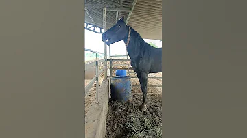 Horse Sound Horse India 