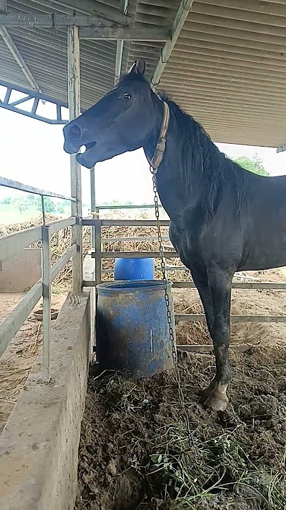 Horse sound #horse #india