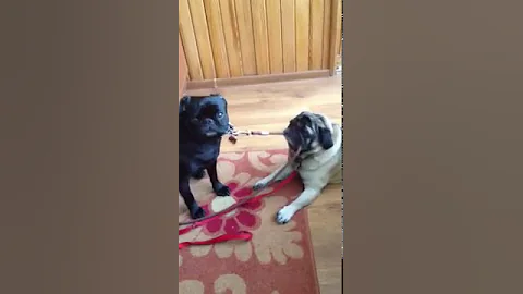 Uni The Pug Wants to go for a walk