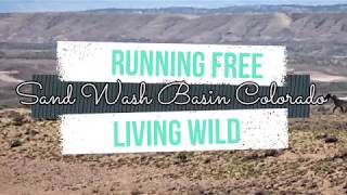 Running Free - Living Wild in Sand Wash Basin