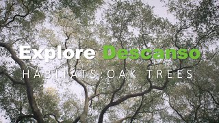 Habitats: Oak Trees