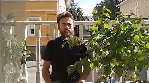 Выращивание чёрного ореха
