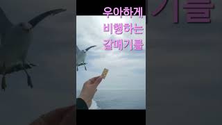 5월 둘째주 굴업도 여행1탄 #굴업도 #섬 여행 #서해안  여행