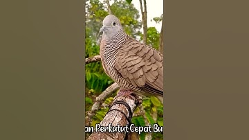 Perkutut Lokal Gacor Memanggil Lawan #perkutut