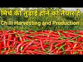 मिर्च की खेती अब तैयार हो चुकी है /chilli cultivation practice/मसाले वाली मिर्च की खेती