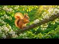 Little Forest in Spring 🍀 Bird Sounds & Relaxing Piano Music for Stress Relief & Sleep