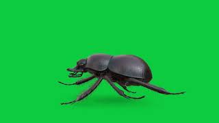 Side view Dung Beetle loop animation on green screen background stock footage | Green Free To Use